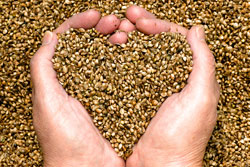 hemp-seeds-heart-shaped-hands.jpg